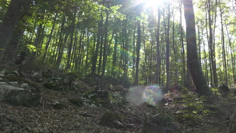 Lush Forest Scenery