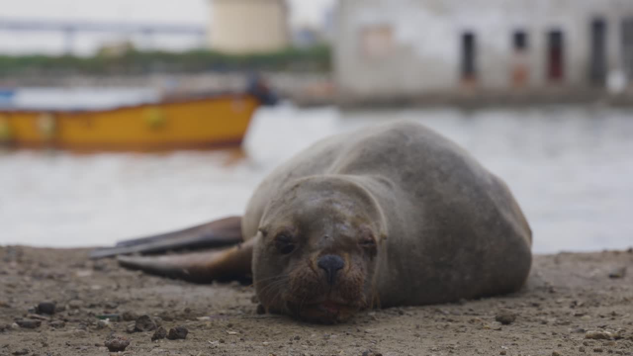 Sea lion resting in fishing port in Northern Peru