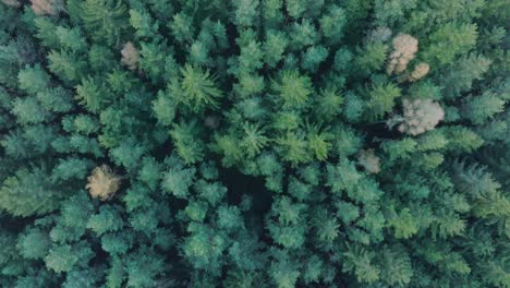 fly forward over green conifers in autumn