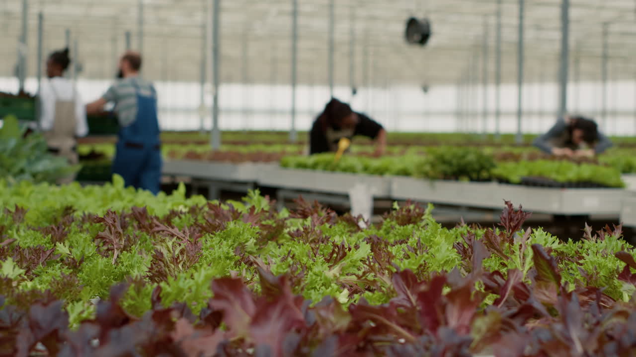 Hydroponic Farming in Greenhouse