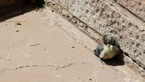 a baby blue tit bird taking shelter by a brick wall