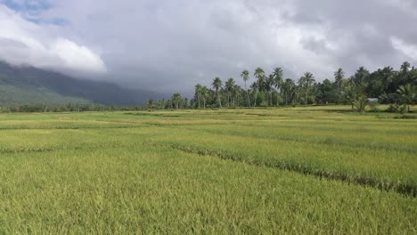 campos de arroz - campos de campo con cultivos inmaduros en filipinas