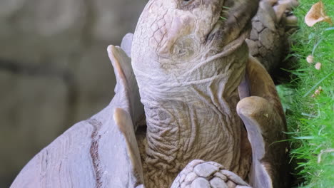 the turtle roams freely in nature. an attentive glance of the black eyes of a turtle from under a strong patterned shell
