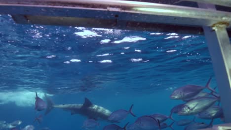 great white shark carcharodon carcharias neptune islands south australia slow motion 4k