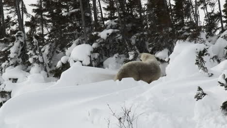 Madre-De-Oso-Polar-Con-Cachorros-De-Tres-Meses-Jugando-Entre-árboles,-En-La-Tundra