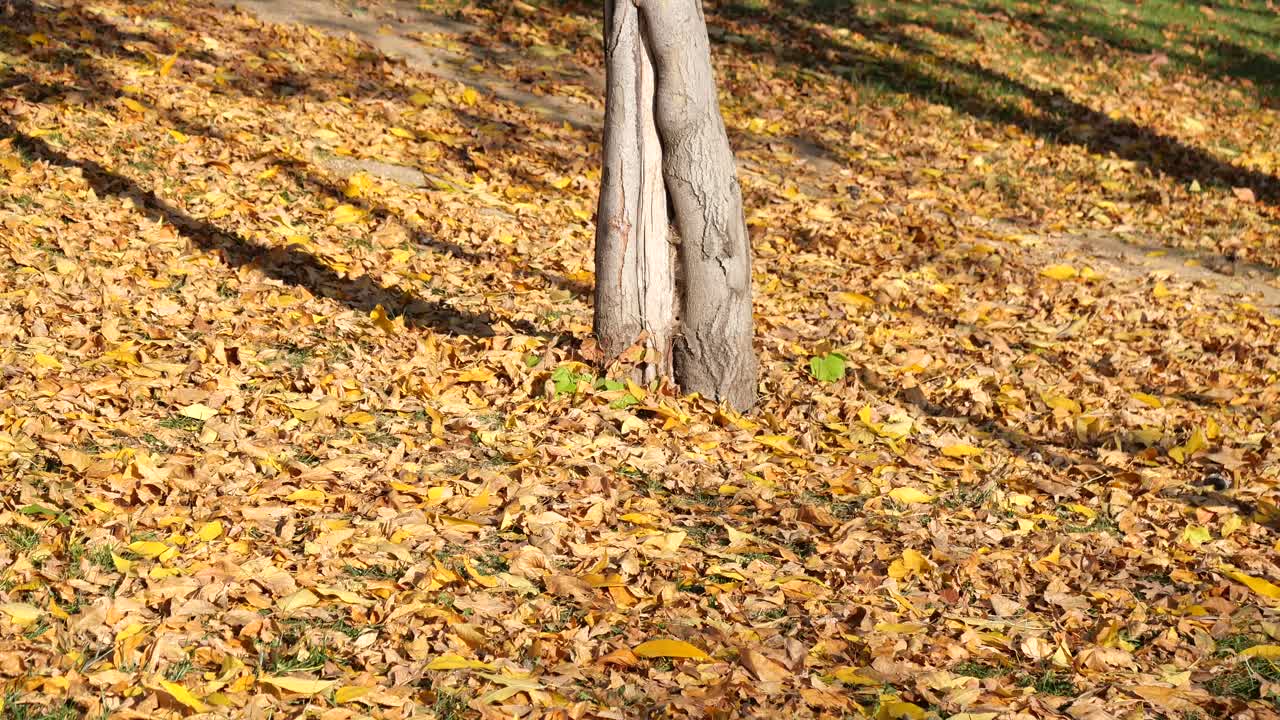 나무 줄기를 둘러싼 땅을 고 있는 가을 잎
