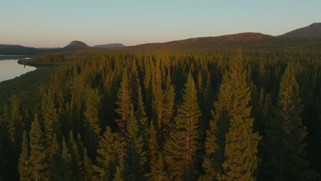 Gorgeous-view-of-trees-lit-up-by-the-setting-sun