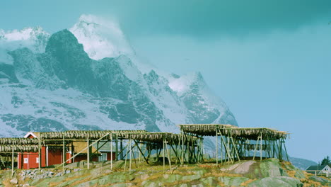 Stunning-cinematic-shot-of-stockfish-drying-on-timber-racks,-Reine,-Norway