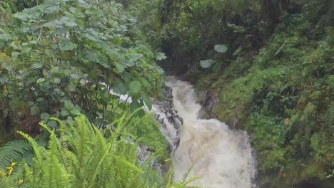 stream in the jungle of colombia