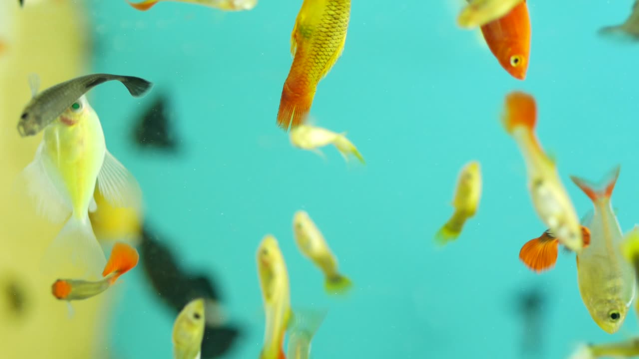 красочные аквариумные рыбы