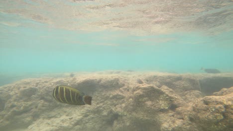 Tropical-Fish-Varieties-In-Hanauma-Bay,-Oahu