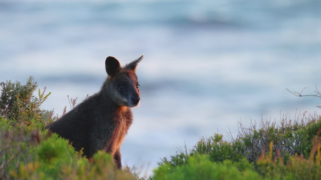 A kangaroo stands amidst coastal vegetation, gazing towards the ocean under soft, natural lighting