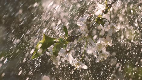 Kirschblütenzeit.-Frühlingsregentropfen-Fallen-Auf-Eine-Kirschblüte.-Aufgenommen-Mit-Super-Zeitlupenkamera-1000-Fps.