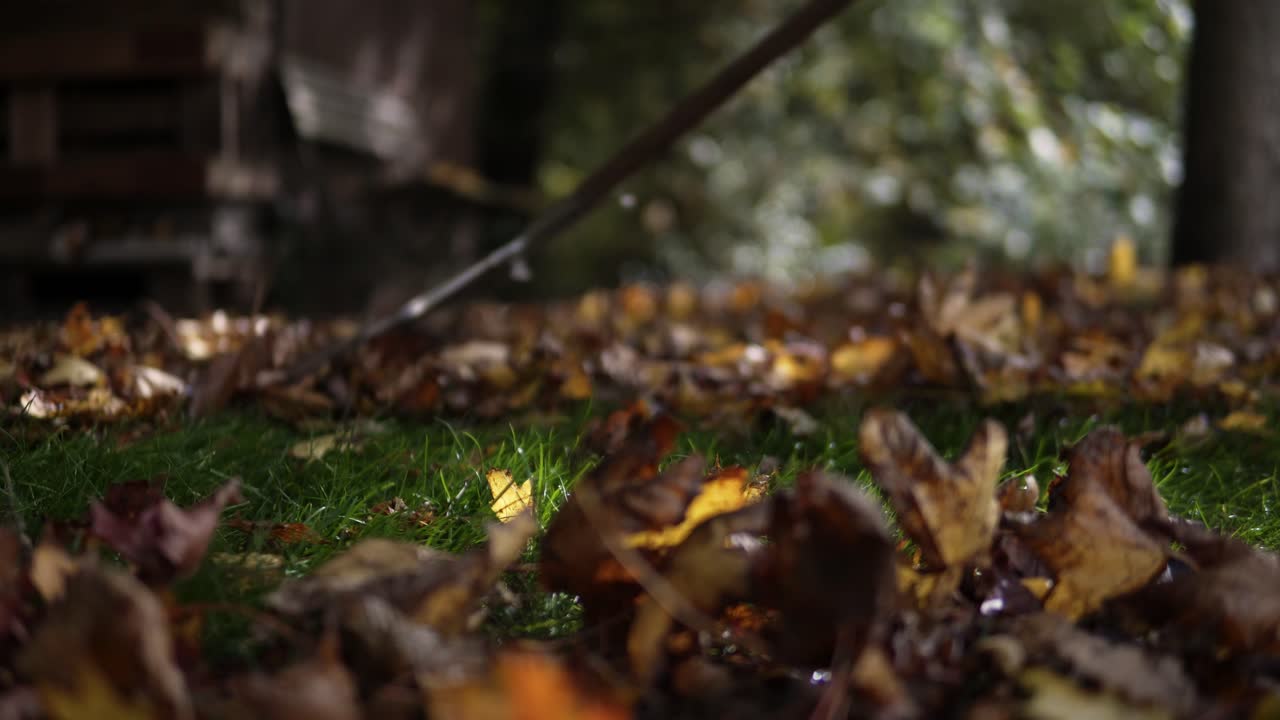 Low angle shot of raking leaves to clean up the lawn in autumn or fall
