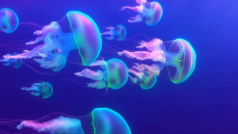 vibrant glowing jellyfish in blue water
