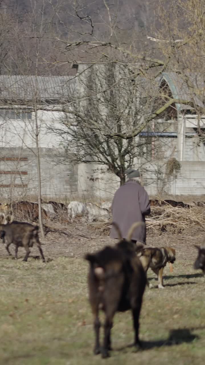 Herding Goats with a Dog