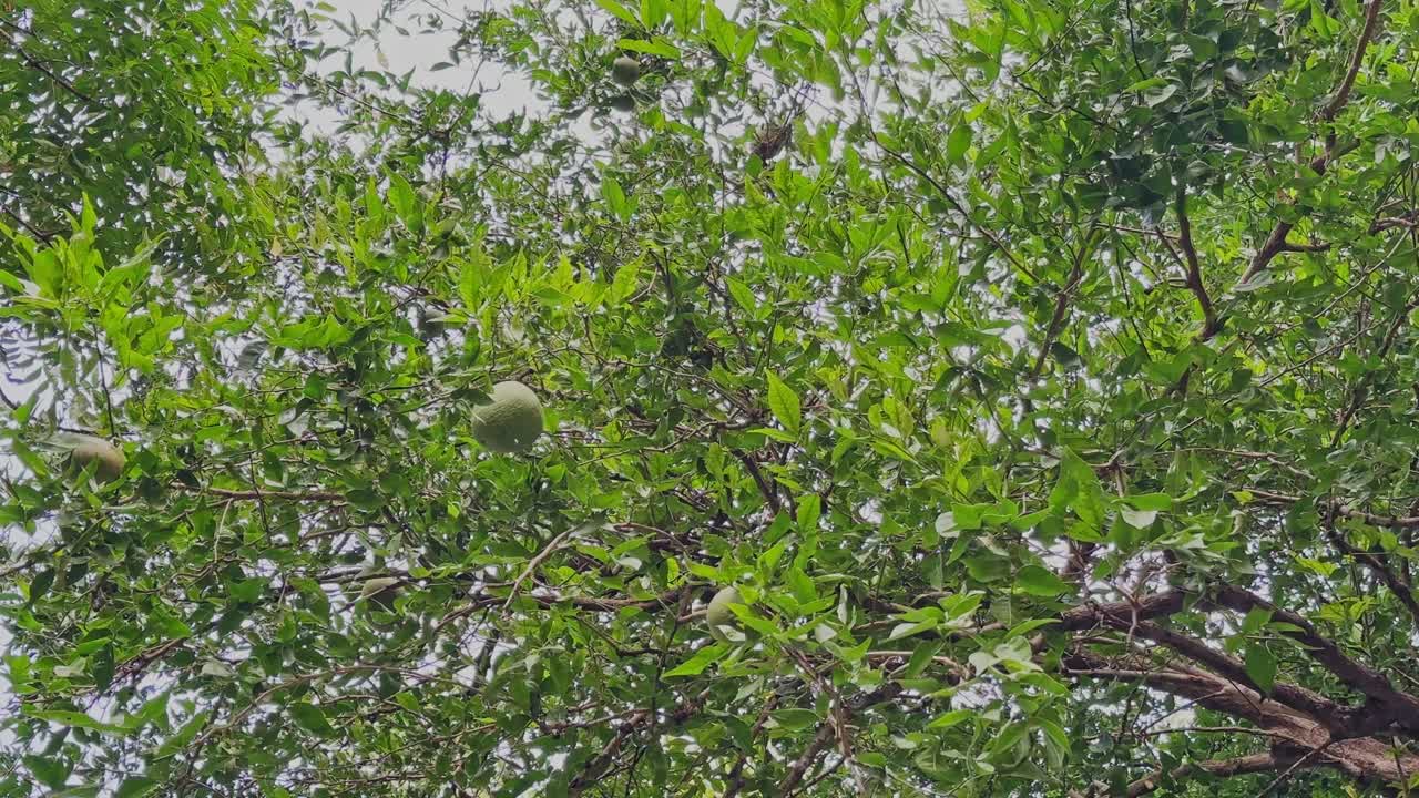 Low-angle circling view of bael fruits (Aegle marmelos) hanging among dense green leaves, showcasing the sacred medicinal tree’s natural growth and foliage