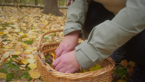 Recogiendo-Setas-En-La-Naturaleza-Otoñal-Sueca