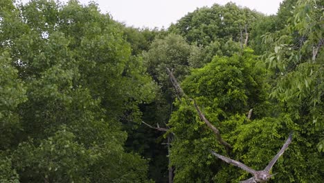 a hawk taking flight toward the camera in semi-slow motion