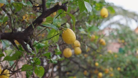 Lemon tree with ripe yellow lemons hanging, lush green leaves, soft daylight mood