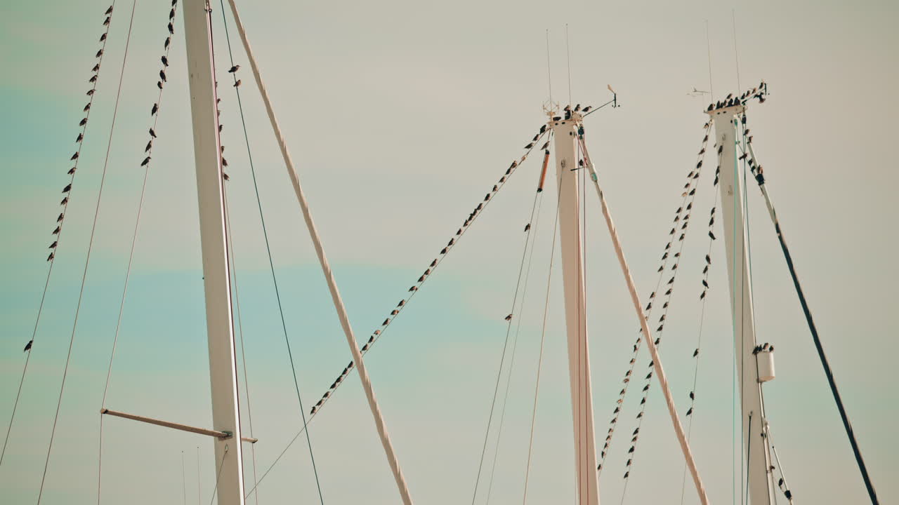 Birds perched on and flying around tall sailboat masts in a marina, with a pale sky and subtle movement in the background