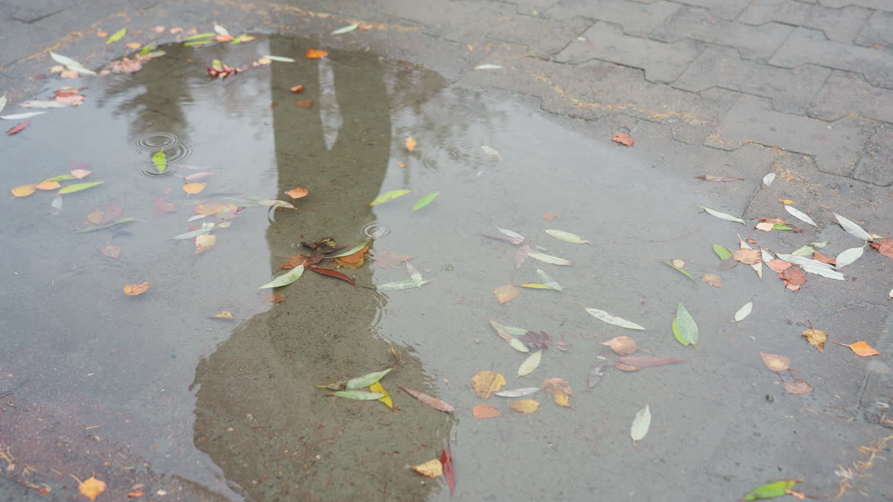 Water puddle on wet paved path with scattered colorful autumn leaves reflecting tree silhouettes above, light snowfall falling gently on surface during cold overcast day in peaceful urban park setting