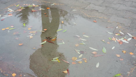 water puddle on wet paved path with scattered colorful autumn leaves reflecting tree silhouettes above, light snowfall falling gently on surface during cold overcast day in peaceful urban park setting