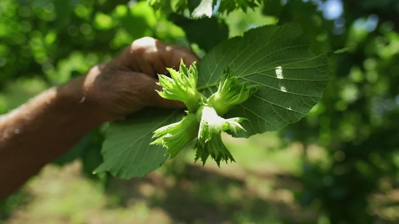 las avellanas maduran en una rama de árbol en el jardín de la granja con rayos de sol