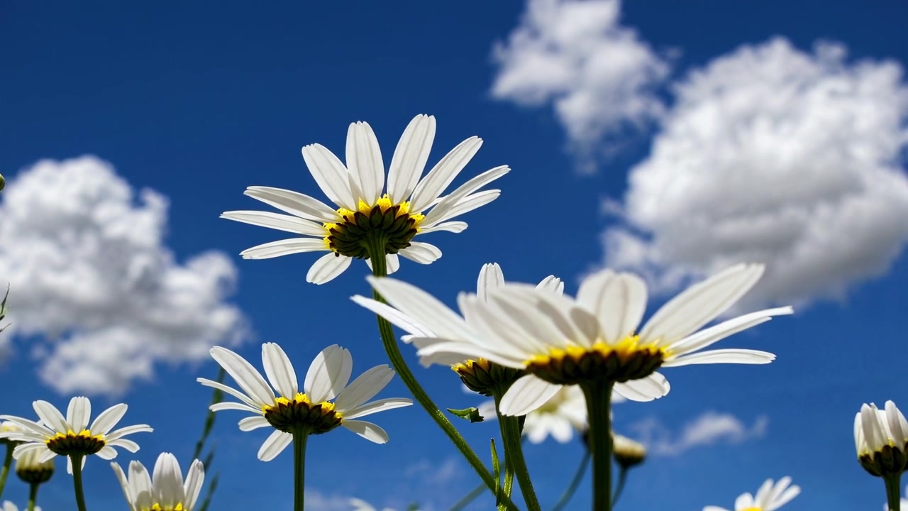 Margherite bianche contro un cielo azzurro luminoso con nuvole