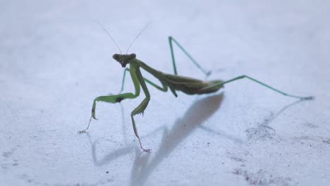 praying mantis close up moving side to side on table, daytime maffra, gippsland, victoria, australia