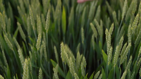 Farmer's-hand-stroking-ears-of-wheat-at-sunset.-Top-view