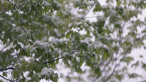 snowfall on green spring leaves. the non-punishability of weather and climate change on planet earth.