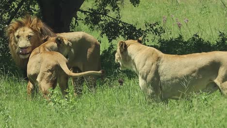 Familia-De-Leones-En-La-Vida-Salvaje,-Orgullo