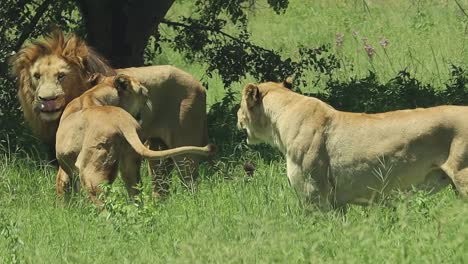 lion family in the wild, pride life