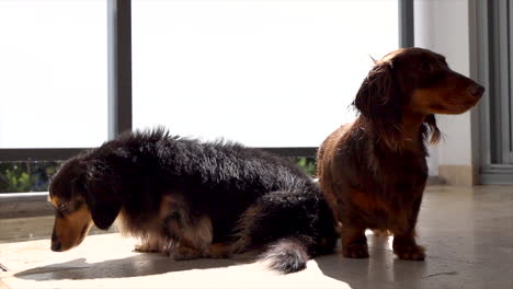 two sausage dogs sitting outside on apartment balcony