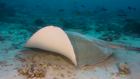 la raya rosa se eleva sobre el fondo arenoso con algunos bloques de coral durante el día