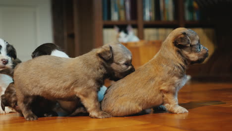 cachorros divertidos juegan en el suelo en la habitación el gato los está mirando