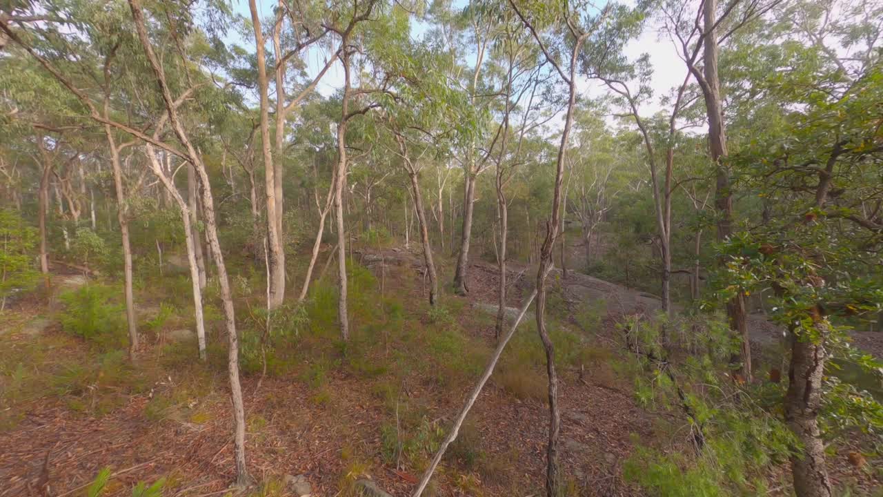 Misty Forest - Early Morning Fly Through