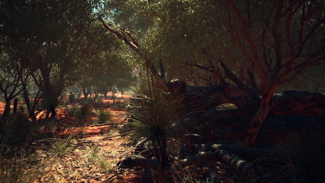 나무 가 있는  ⁇ 은 모래 덤불