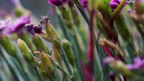 Flores-Florecientes-En-El-Jardín-Británico-Con-Fondo-De-Enfoque-Caído