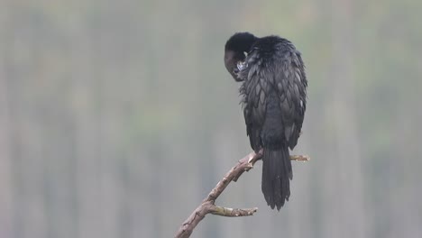 cormorant in tree waiting for pray