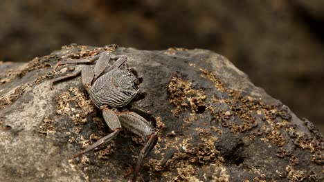 Crab-walks-on-the-rocks-on-Pitcairn