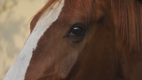 close view of a dressage horse