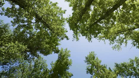 Look-Up-view-in-forest