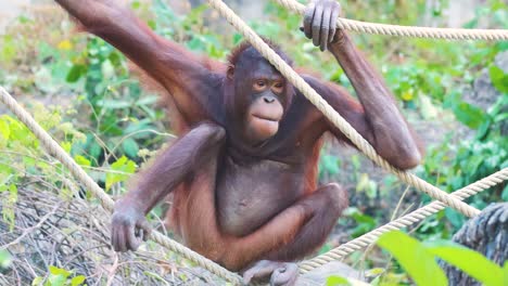 la escalada del orangután
