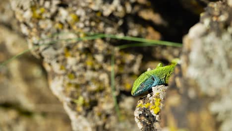 Un-Lagarto-Vibrante-Toma-El-Sol-Sobre-Una-Superficie-Rocosa,-Sus-Coloridas-Escamas-Brillan-Bajo-La-Luz-Del-Sol