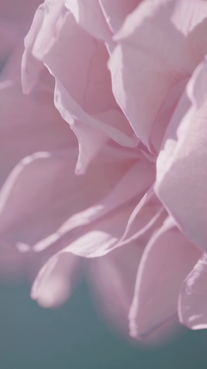 Video con messa a fuoco delicata di petali rosa da un'angolazione bassa, che cattura un'atmosfera sognante ed eterea.
