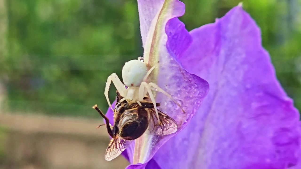 Macro shows crab spider holding captured bee on flower in wind