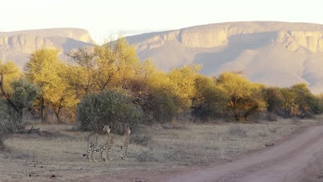 a pair of cheetahs sit closely together, gazing intently into the distance, showcasing their elegance and alertness in the african wilderness.