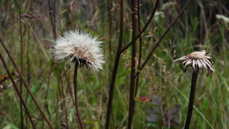 dried dandelions sway on a soft wind